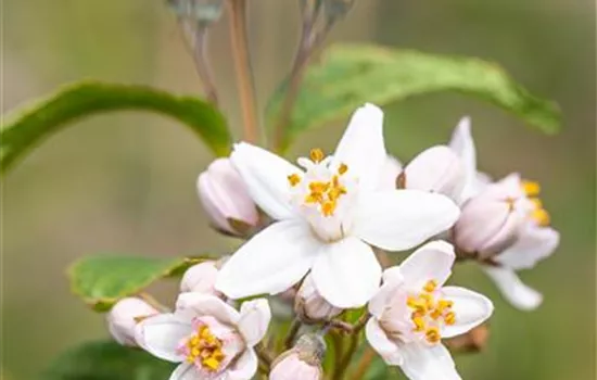 Deutzia hybrida 'Mont Rose'