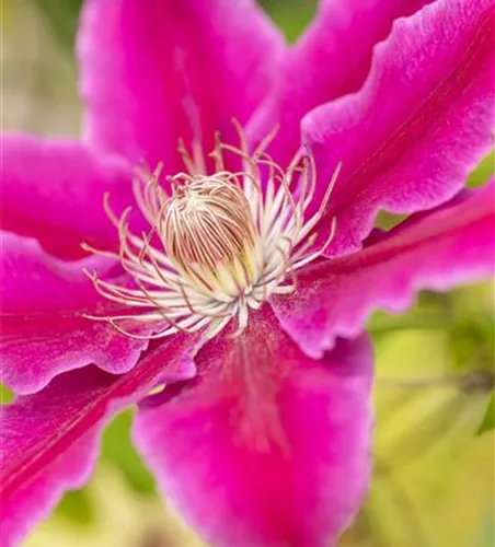 Clematis 'Dr. Ruppel'