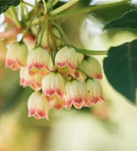 Enkianthus campanulatus