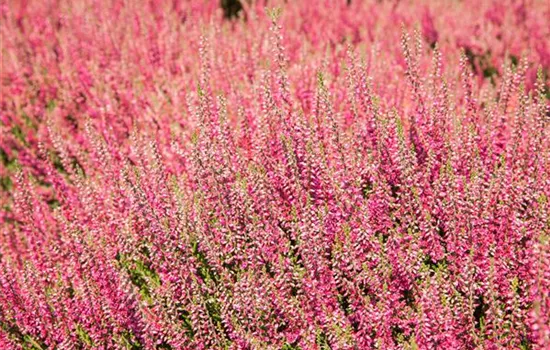 Knospenblüher Knospenblüher