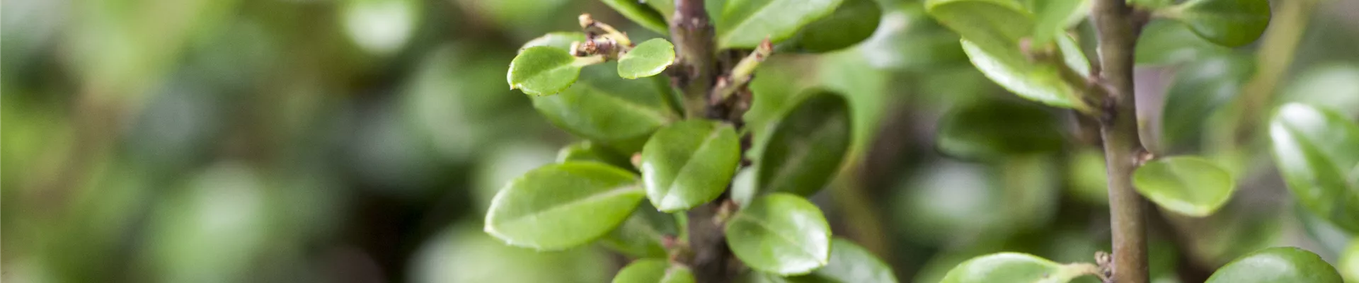 Ilex crenata
