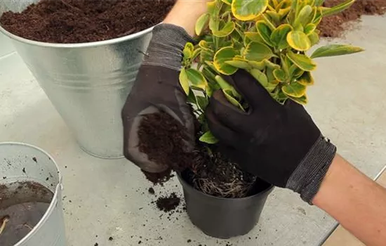 Spindelstrauch - Umtopfen