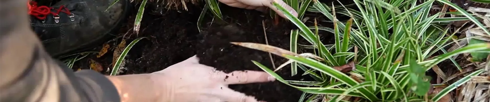 Japansegge - Teilen und Vermehren (4) Japansegge - Teilen und Vermehren (4)