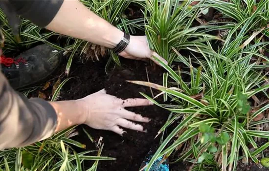 Japansegge - Teilen und Vermehren Japansegge - Teilen und Vermehren