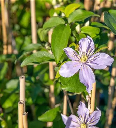 Clematis 'Justa'