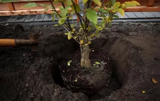 Hainbuche - Einpflanzen im Garten