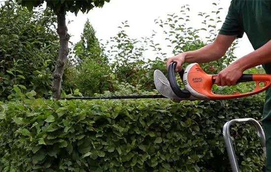 Hainbuche - Heckenförmig zurückschneiden