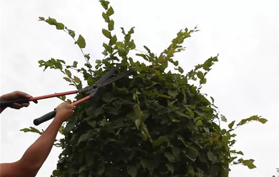 Hainbuche - Kugelförmig zurückschneiden