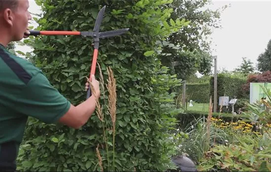 Hainbuche - Zurückschneiden Hainbuche - Zurückschneiden