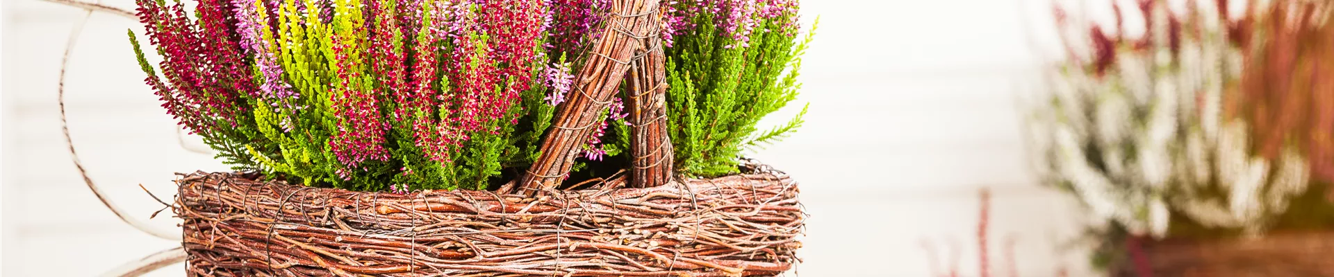 Calluna vulgaris Calluna vulgaris