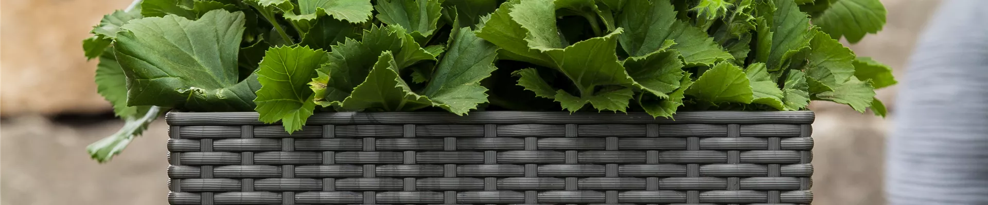 Pelargonium grandiflorum Pelargonium grandiflorum