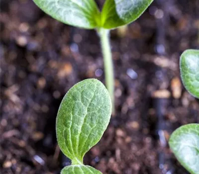 Vorgezogene Sommerblumen auspflanzen