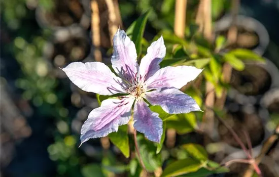 Clematis 'Nelly Moser' Clematis 'Nelly Moser'