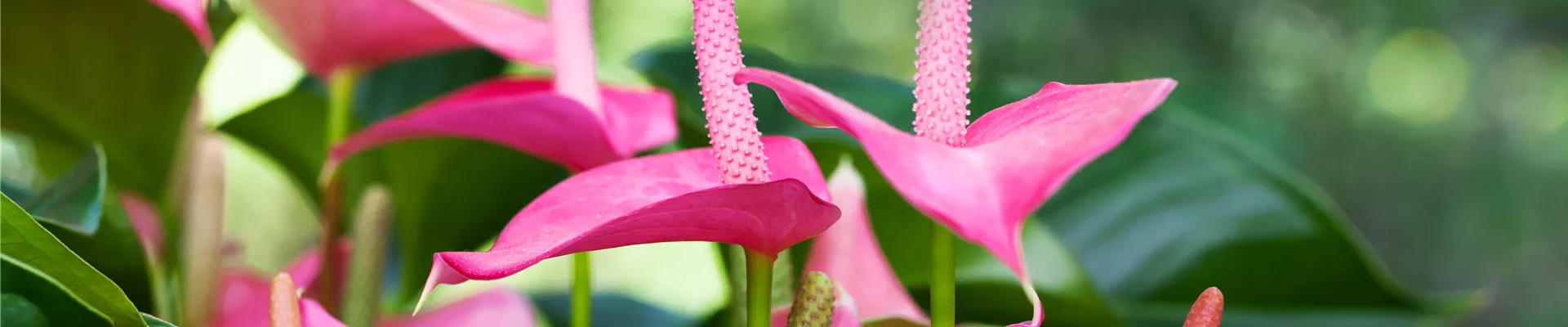 Anthurium x andreanum 'Pink Champion' Anthurium x andreanum 'Pink Champion'
