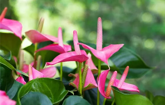 Grün durch den Winter: die Top 8 der Winterblumen Grün durch den Winter: die Top 8 der Winterblumen