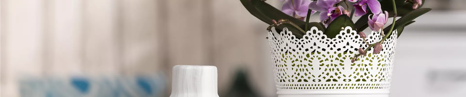 Phalaenopsis, Spirale Phalaenopsis, Spirale