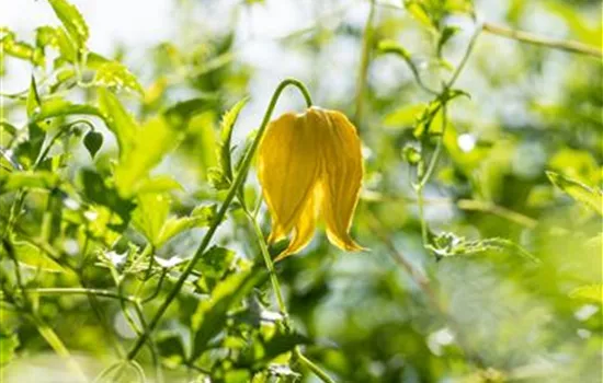 Clematis tangutica Clematis tangutica