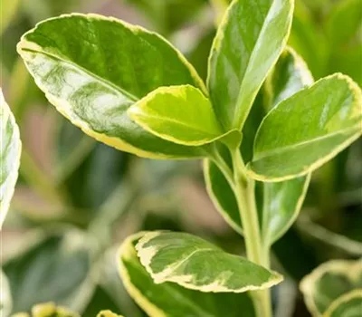 Euonymus japonicus 'Aureomarginatus'