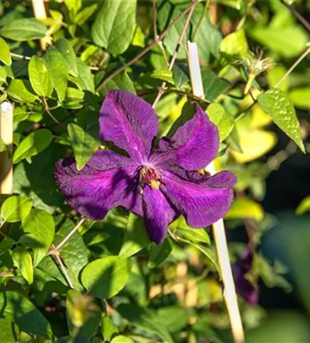 Clematis viticella 'Polish Spirit'