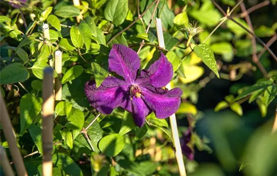 Clematis viticella 'Polish Spirit' Clematis viticella 'Polish Spirit'
