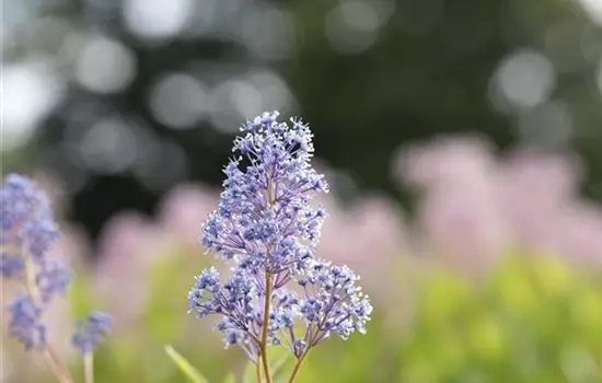 Ceanothus delilianus 'Gloire d.Versailles'