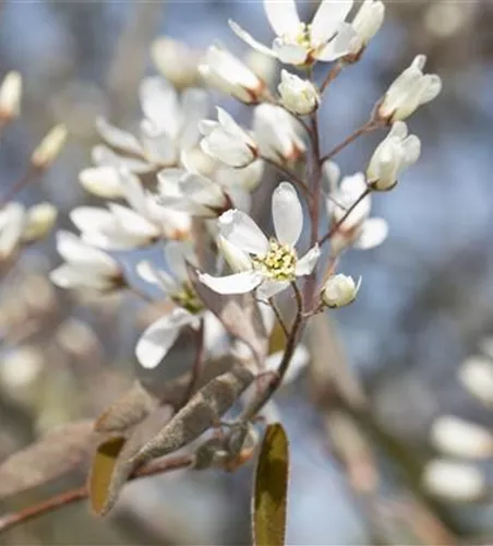 Amelanchier lamarckii