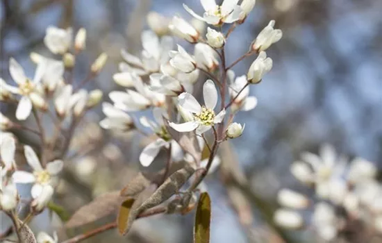 Amelanchier lamarckii Amelanchier lamarckii