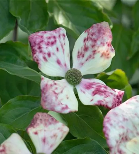 Cornus florida