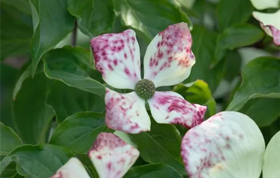 Cornus florida