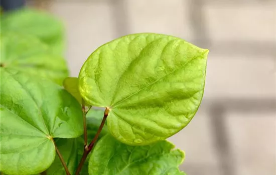 Cercis chinensis 'Avondale'