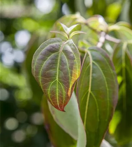 Cornus kousa chinensis