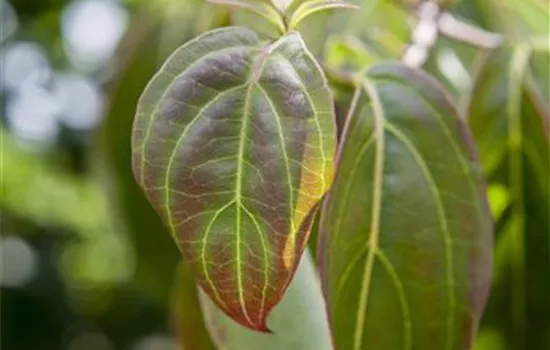 Cornus kousa chinensis