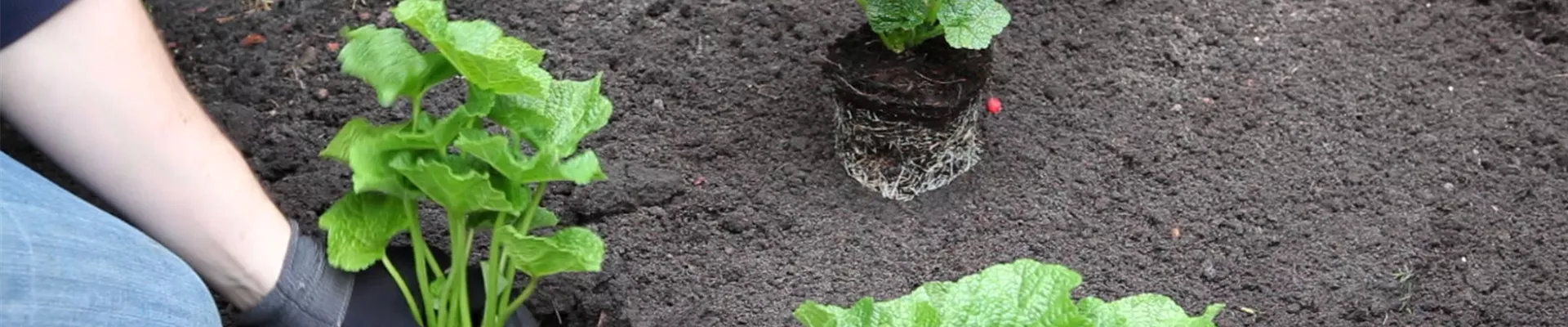 Stockrose - Einpflanzen im Garten (4)