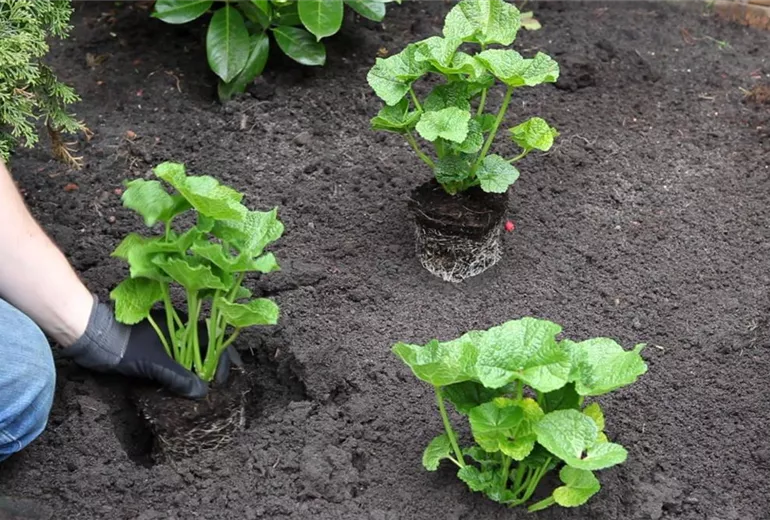 Stockrose - Einpflanzen im Garten (4)