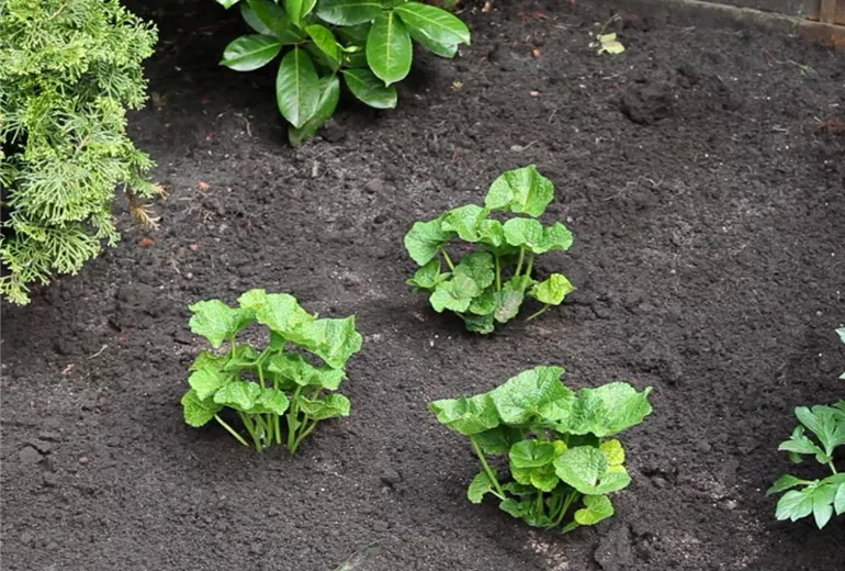 Stockrose - Einpflanzen im Garten (1)