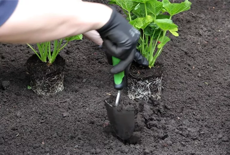 Stockrose - Einpflanzen im Garten (2)