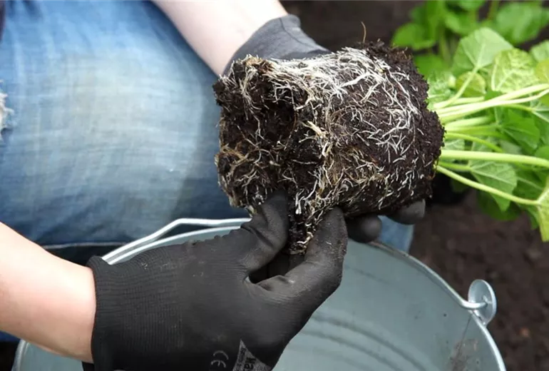 Stockrose - Einpflanzen im Garten (3)