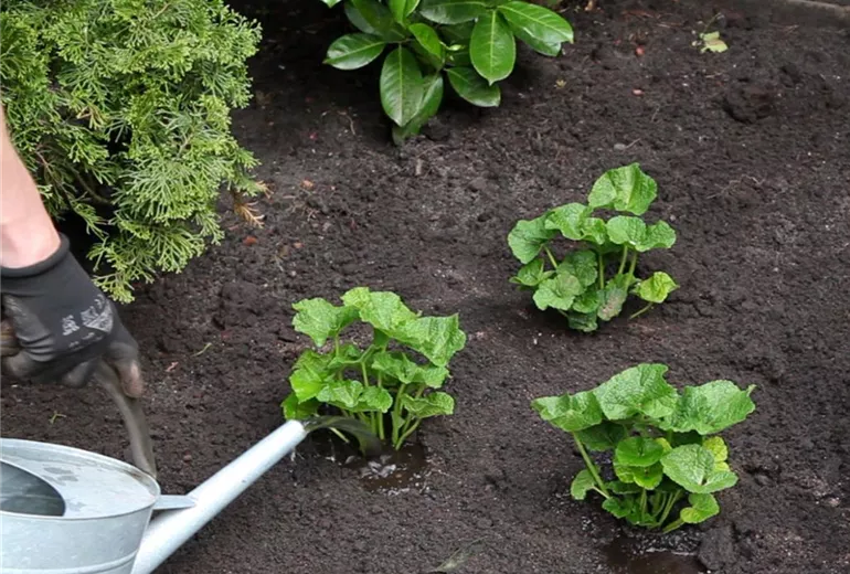 Stockrose - Einpflanzen im Garten (6)