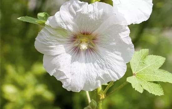Stockrosen pflanzen ist gar nicht schwer!