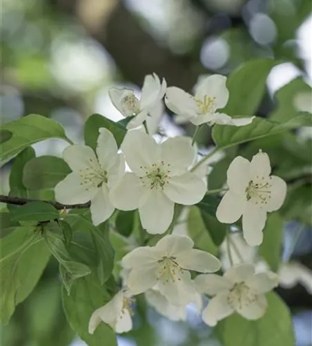 Malus 'Professor Sprenger'