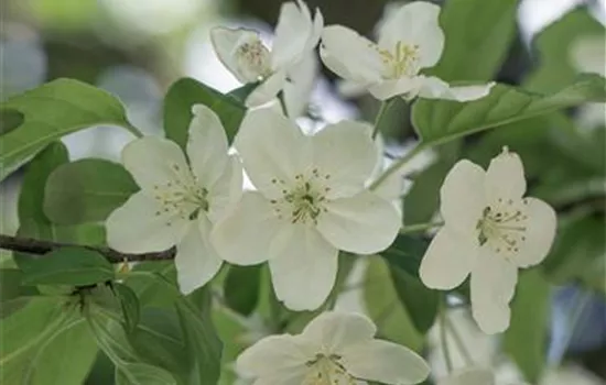 Malus 'Professor Sprenger' Malus 'Professor Sprenger'