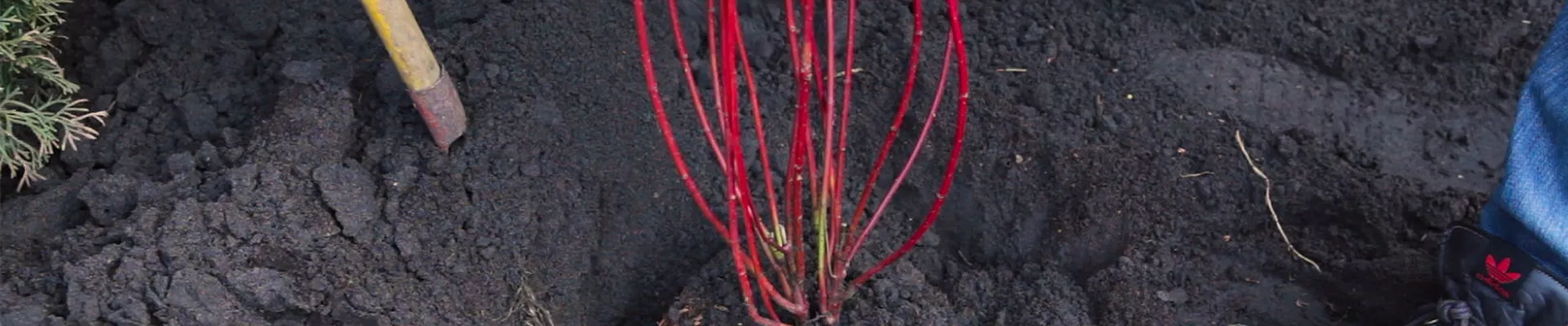 Hartriegel - Einpflanzen im Garten 4