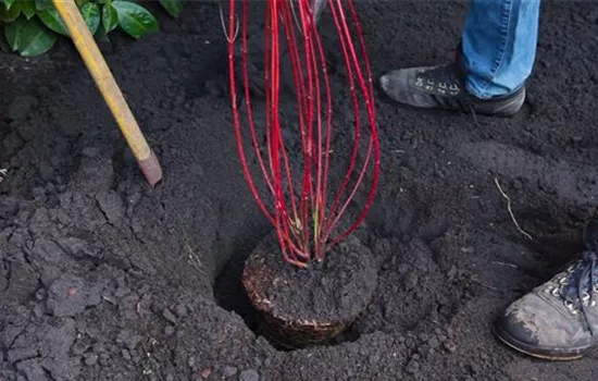 Hartriegel - Einpflanzen im Garten