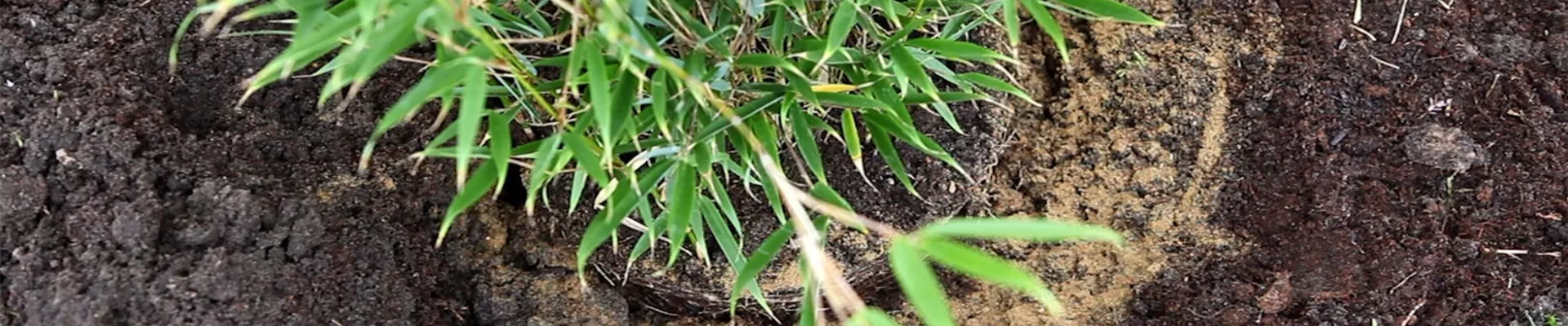 Fargesia - Einpflanzen im Garten (4)