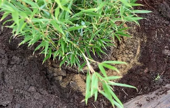 Fargesia - Einpflanzen im Garten