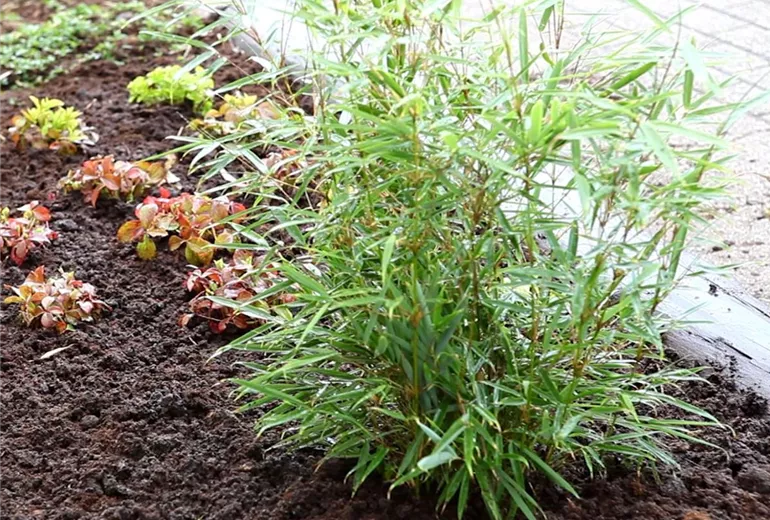 Fargesia - Einpflanzen im Garten (1)