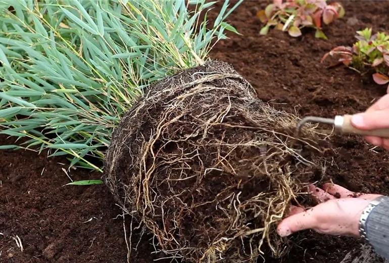 Fargesia - Einpflanzen im Garten (2)