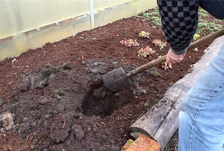 Fargesia - Einpflanzen im Garten (3)