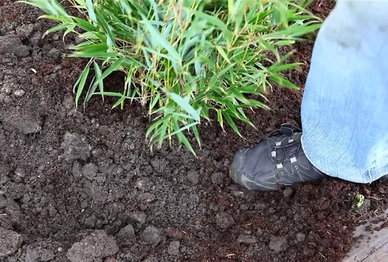 Fargesia - Einpflanzen im Garten (5)