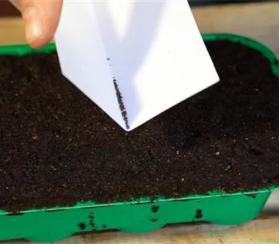 Farnblättriger Lavendel - Aussäen von Samen Farnblättriger Lavendel - Aussäen von Samen